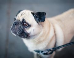 portrait of pug Animal Dog