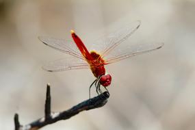 red Dragonfly on a branch close-up
