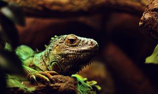 photo of a green lizard in the thicket