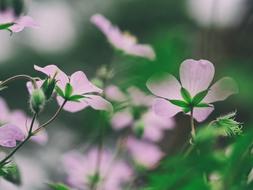 Bloom Blossom Flora