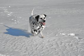 dalmatian in the snow