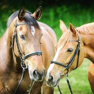 horses Animals Bridle