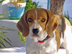 Beagle Dog close-up on blurred background