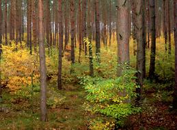 Forest Autumn Colorful