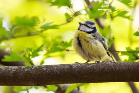 gorgeous yellow Avian Bird