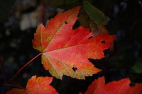Autumn Blur Bright red