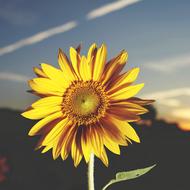 Sunflower Evening Summer