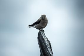 sparrow sits on a broken dry tree