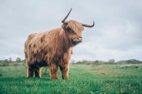 gorgeous Beef Bull