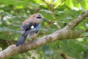 Eurasian Jay Summer