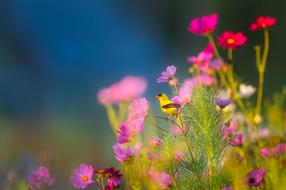 Flowers and small bird