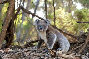 wonderful Animal Koala Marsupial