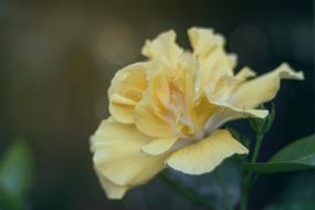 Bloom Blossom Close-Up