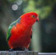 red Bird Close-Up