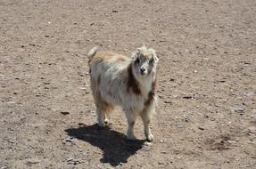 Sheep Wildlife