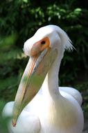 White Pelican, Bird portrait