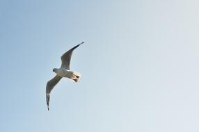 incredible seagull in flight