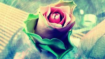 Bloom Blossom Flora