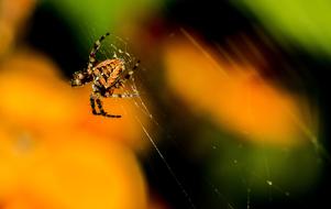 gorgeous Cobweb Insect
