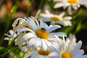 gorgeous Chamomile Summer Heat