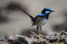 tiny black and blue wild bird
