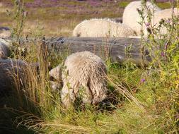 wonderful Animal Sheep Willingen