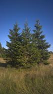 Tree Willingen Oak Threshing