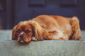 incredible beauty Canine dog