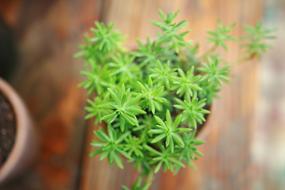 Close-Up Macro Plant