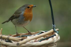 incredible beauty Bird Robin