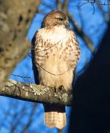 Hawk Sharp Shinned