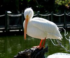 enchanting white Pelican Bird