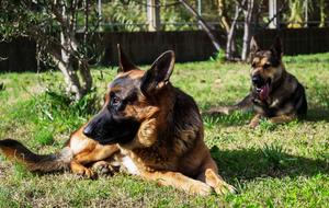 gorgeous Dogs German Shepherd