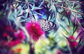 Butterfly Close-Up Depth Of Field