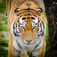 Animal Big Cat photo