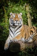 Cute and beautiful, orange, white and black, striped tiger among the green plants