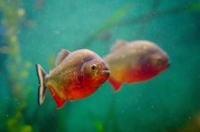 Fish with reflection in Aquarium