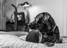 Puppy Bedroom