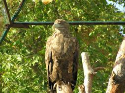 Bird Zoo Feathered