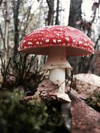 Mushroom Forest Nature