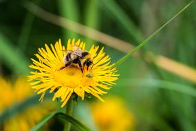 Bee Bloom Blossom
