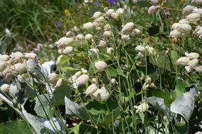 Taubenkropf Leimkraut Flower