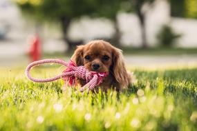 Adorable puppy dog with rope in mouth lays on lawn