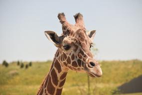 Close-Up of Giraffe head at sky
