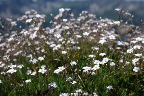 Gypsophila Repens Plant Flower