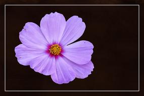 blossom bloom cosmea plant pink