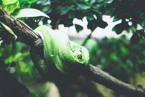 Animal Close-Up green