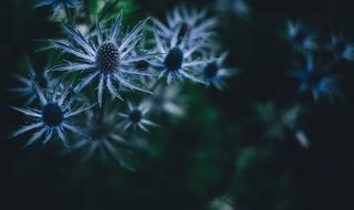 Bloom Blossom Flora