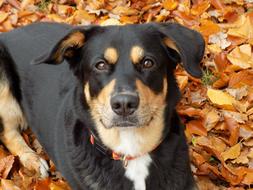 Beautiful, black, brown and white dog, on the colorful leaves, in autumn