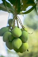 Delicious green mangoes